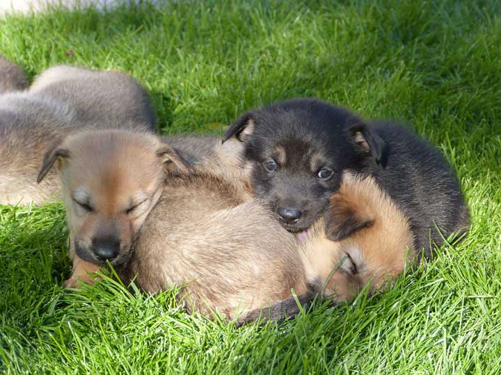 chinook dog